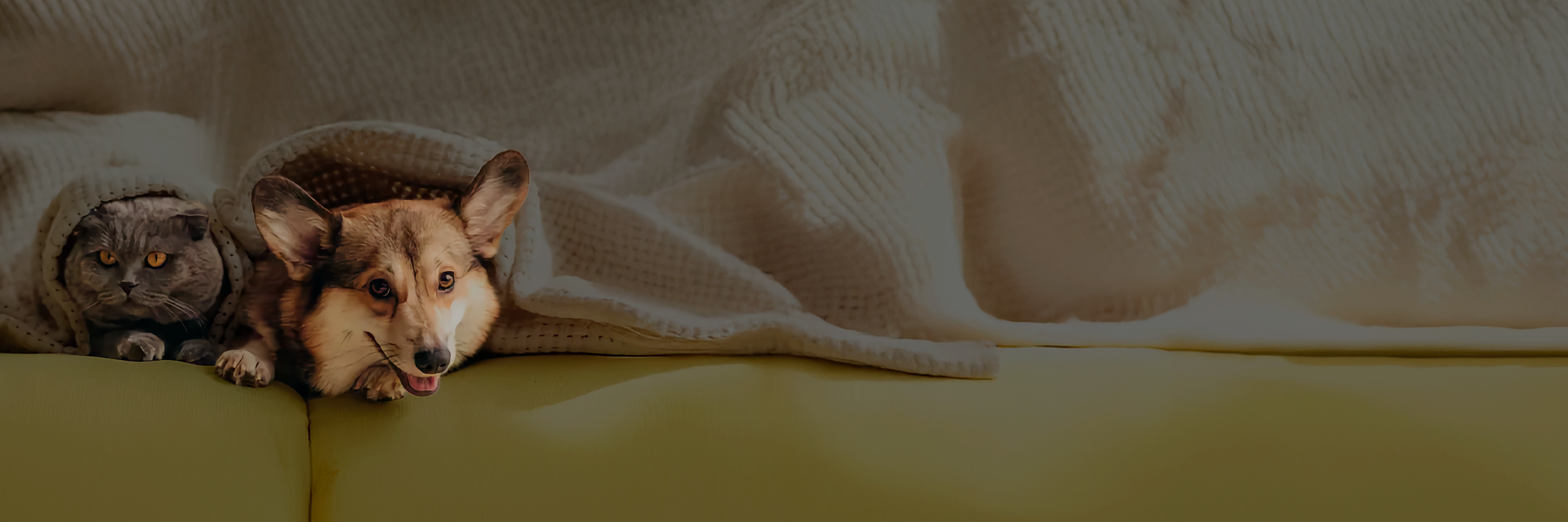 Eine graue Katze und ein braun-weißer Corgi liegen entspannt nebeneinander unter einer beigen Decke auf einem gelben Sofa. Titelbild zum B2B-Zuchtshop von bosch Tiernahrung: Digitale Vertriebsplattform mit Adobe Commerce und Hyvä, umgesetzt von valantic
